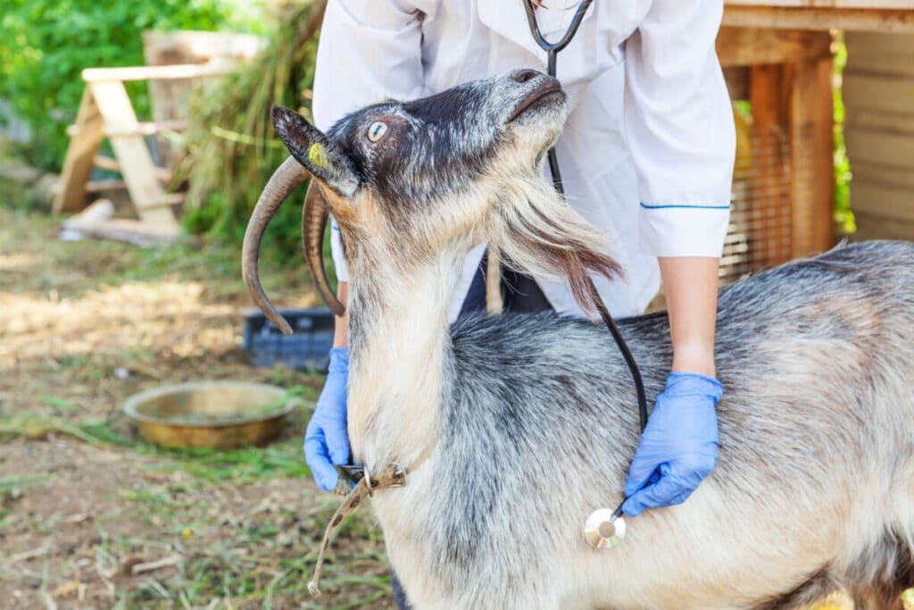 How to Comfort a Dying Goat (11 Tips) – Farewell Pet